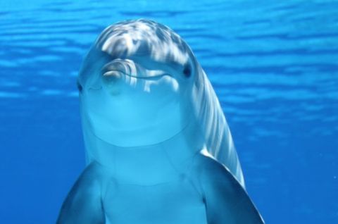«В мире китов и дельфинов»