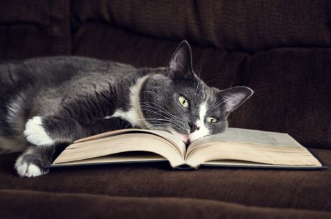 Книжная кошка