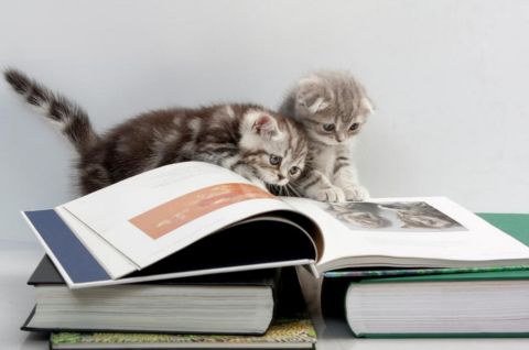 «Кошки на книжной обложке»