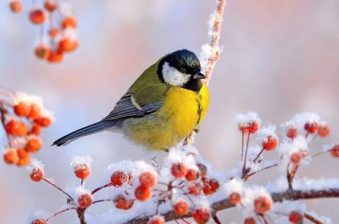 Синичкин день