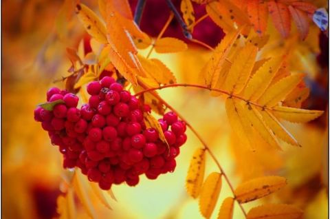 «Кистью багряною…»