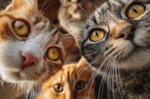 Пушистые звёзды в центре внимания