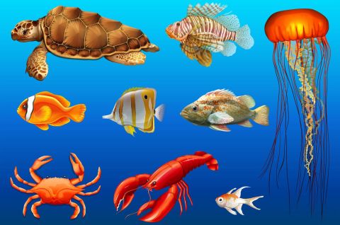Морские обитатели